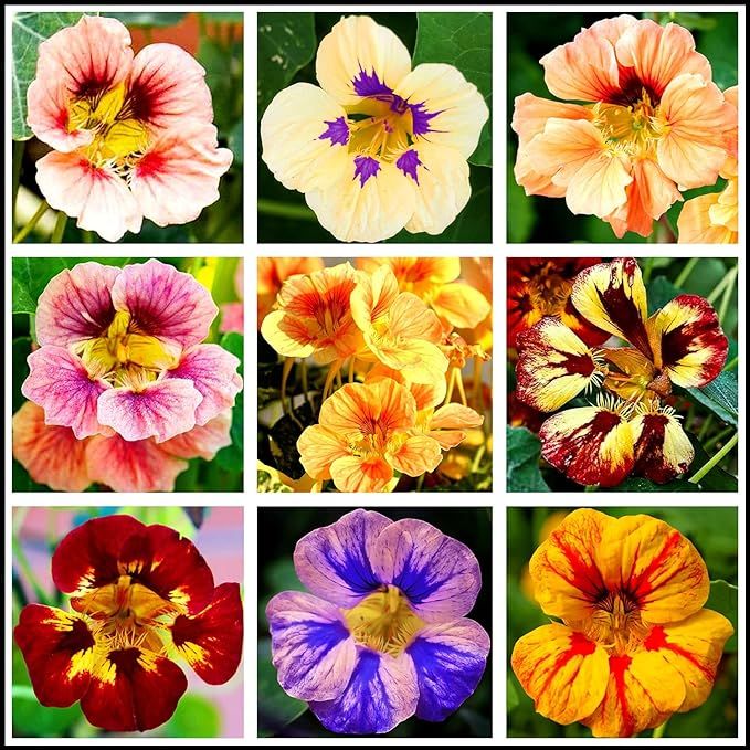 Pack for All season (90 varieties of Seeds)