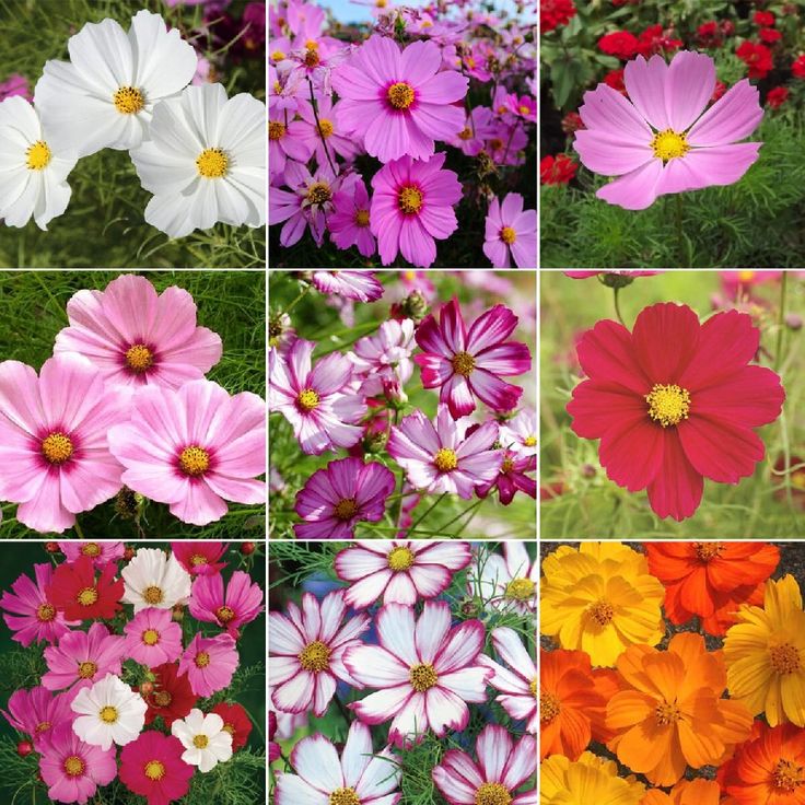 Pack for All season (90 varieties of Seeds)