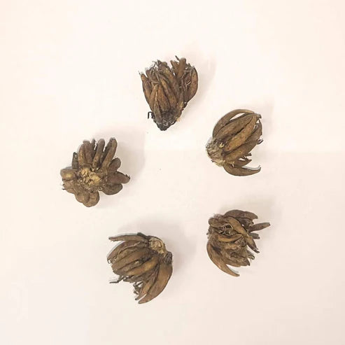 Affordable Ranunculus Tuberose - BUY 1 GET 3 FREE