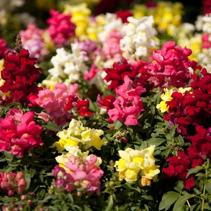 Pack for All season (90 varieties of Seeds)