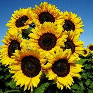 Pack for All season (90 varieties of Seeds)