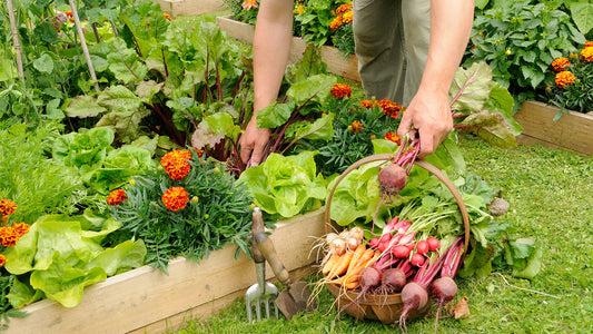 Pack for All season (90 varieties of Seeds)