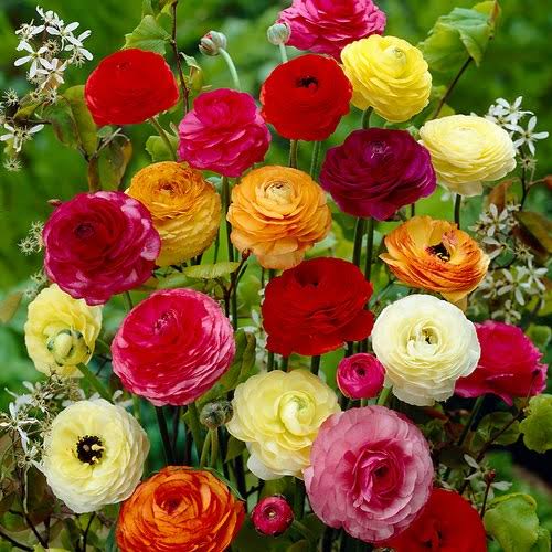 Affordable Ranunculus Tuberose - BUY 1 GET 3 FREE