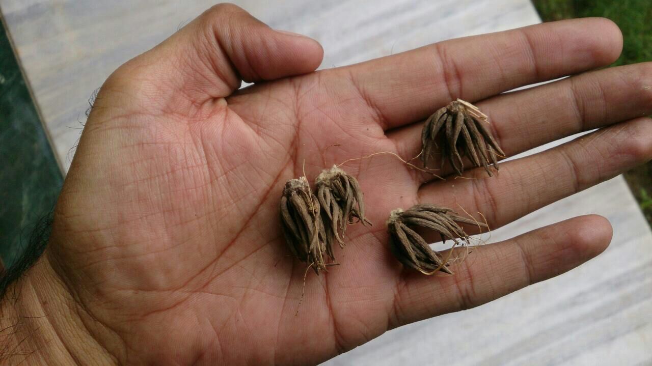 Affordable Ranunculus Tuberose - BUY 1 GET 3 FREE